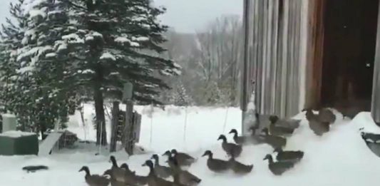 Até os patos fugindo do frio