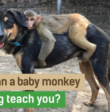 Filhote de macaco adota cachorro como pai