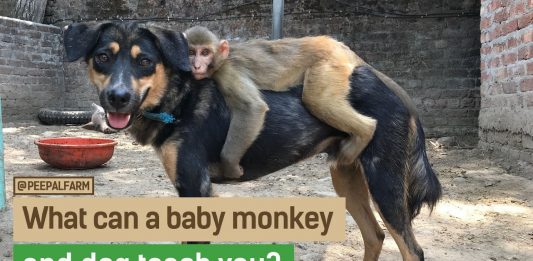 Filhote de macaco adota cachorro como pai