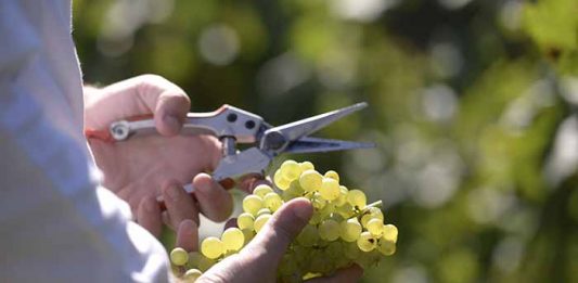Vinho gaúcho: Safra 2021 entrega 17 novos rótulos para receberem ao Selo da IP Altos Montes