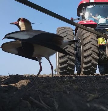 Pássaro protege seu ninho enquanto uma máquina agrícola passa por cima
