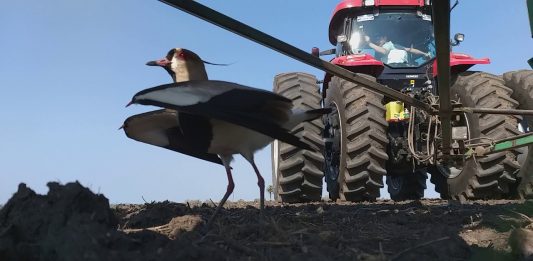 Pássaro protege seu ninho enquanto uma máquina agrícola passa por cima