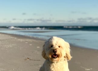 Cuidados especiais com seu pet com a chegada do calor