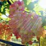 Abrafrutas e Embrapa lançam uva brasileira com sabor de frutas vermelhas