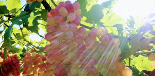 Abrafrutas e Embrapa lançam uva brasileira com sabor de frutas vermelhas