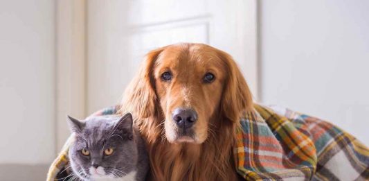 UCS promove ação para ensinar crianças e adolescentes a cuidarem de seus pets