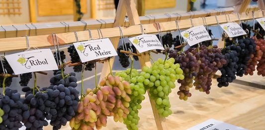 Inscrições para o Concurso de Uvas abrem dia 1º de dezembro