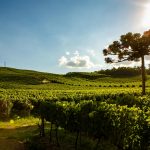 Lançamento do livro Retratos da Uva e Vinho: Memórias da Gastronomia e da Hotelaria nesta quinta-feira