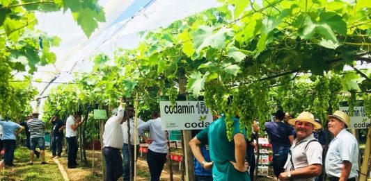 Feira de Tecnologia para Viticultura reúne cadeia produtiva da viticultura em dezembro