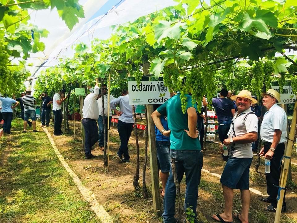 Feira de Tecnologia para Viticultura reúne cadeia produtiva da viticultura em dezembro