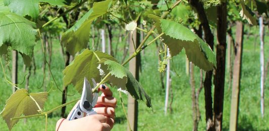 IFRS abre seleção de alunos do primeiro Mestrado Profissional em Viticultura e Enologia do Brasil