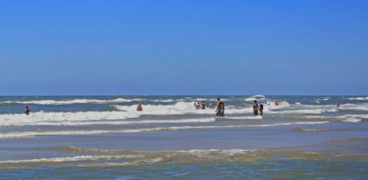 Lançado o Guia de orientação sobre águas-vivas e caravelas no litoral do RS