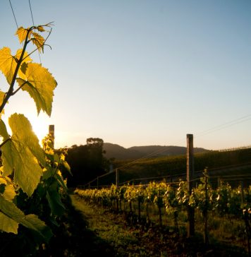 Vinhos com Selo IP Altos Montes da Safra 2021 chegam ao mercado em março