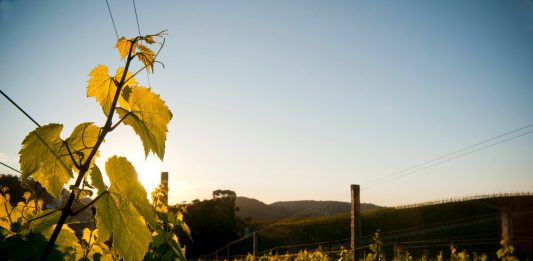 Vinhos com Selo IP Altos Montes da Safra 2021 chegam ao mercado em março