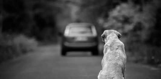 Bento Pet alerta sobre aumento no abandono de animais nas férias
