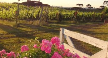 Serra Catarinense cria roteiro turístico com 16 vinícolas