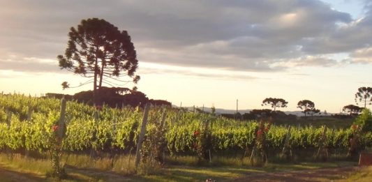 Imagem: Vinícola Tenuta Bergamaschi de São Joaquim/Divulgação