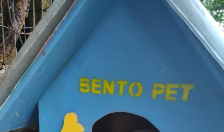 Projeto Cão Comunitário atende cães sem lar em Bento Gonçalves