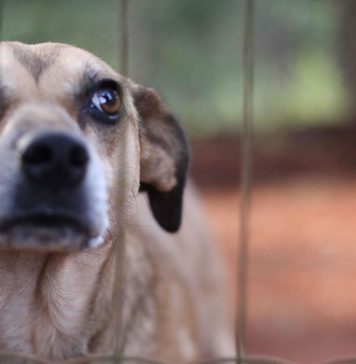 Universidade de Caxias do Sul promove debate sobre Direito dos Animais