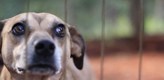 Universidade de Caxias do Sul promove debate sobre Direito dos Animais