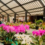Nova Petrópolis sedia Exposição Regional de Orquídeas