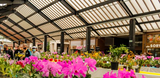 Nova Petrópolis sedia Exposição Regional de Orquídeas Nova Petrópolis sedia Exposição Regional de Orquídeas