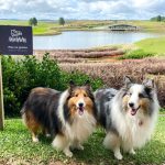 Imagem: As Pet influencers Nina e Jolie, de Porto Alegre, são presenças confirmadas na segunda edição.
Foto: Patrícia Cardoso.