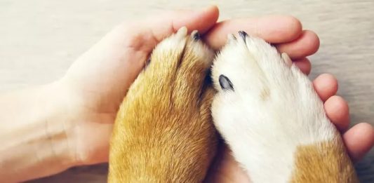 14 de março é o Dia Mundial dos Animais: entenda tudo sobre a data