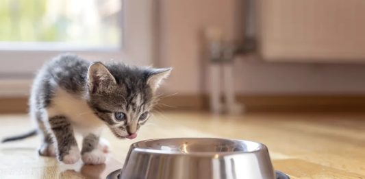 Alimento úmido ou seco para gatos?