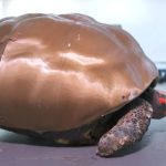 Imagem: Jabuti com o casco feito em impressora 3D/Reprodução