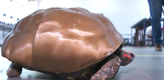 Imagem: Jabuti com o casco feito em impressora 3D/Reprodução