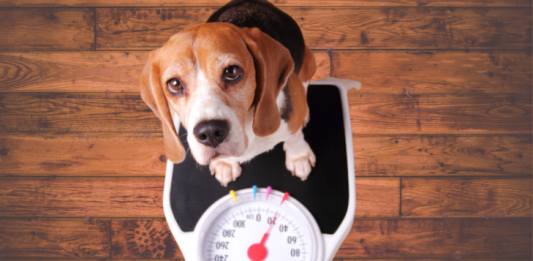 Obesidade em pets: especialista orienta sobre cuidados e tratamento