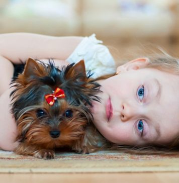 Pesquisa indica que convívio com cachorros pode trazer bons resultados no acompanhamento de crianças autistas