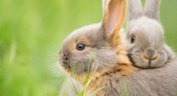 Conheça sete diferenças e semelhanças entre coelhos e lebres