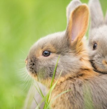 Conheça sete diferenças e semelhanças entre coelhos e lebres