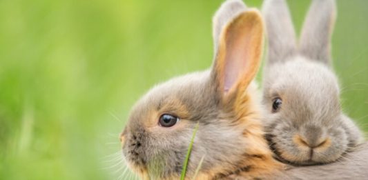 Conheça sete diferenças e semelhanças entre coelhos e lebres