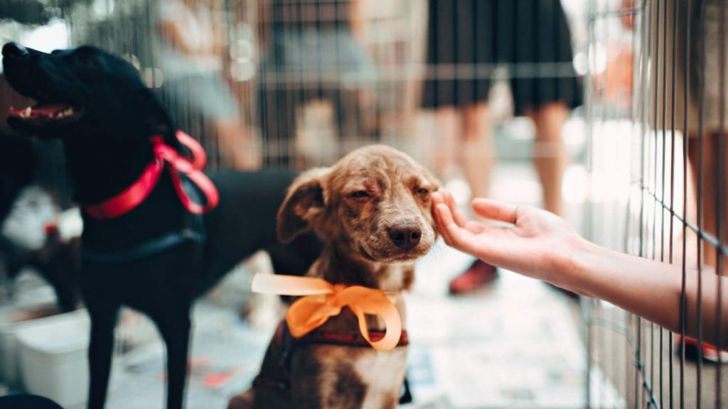 Pets: feira de adoção ocorre neste sábado em Bento Gonçalves