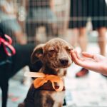 Pets: feira de adoção ocorre neste sábado em Bento Gonçalves