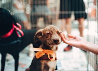 Pets: feira de adoção ocorre neste sábado em Bento Gonçalves