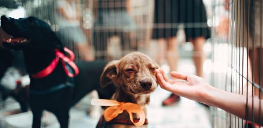 Pets: feira de adoção ocorre neste sábado em Bento Gonçalves
