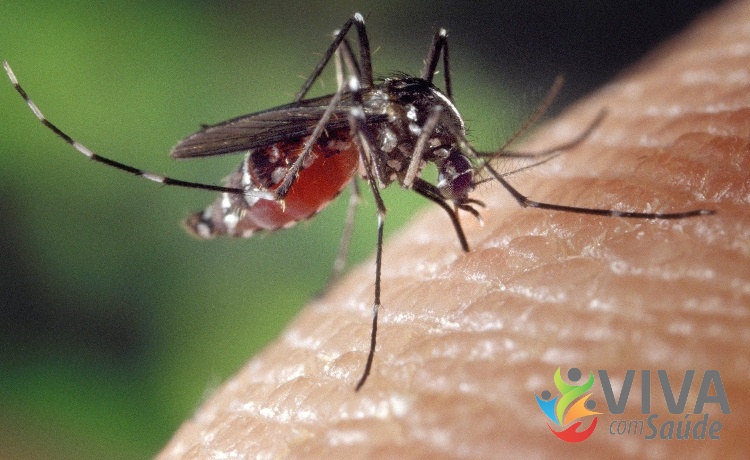 Viva com Saúde – 18/04/2023 – Por que algumas pessoas atraem mais mosquitos do que outras?