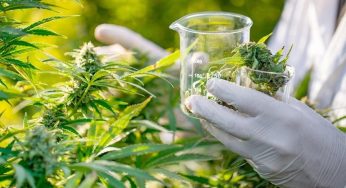 O futuro da cannabis medicinal no país é tema de congresso em São Paulo