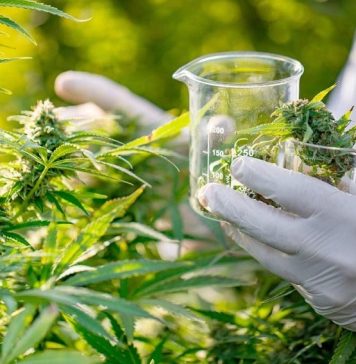 O futuro da cannabis medicinal no país é tema de congresso em São Paulo