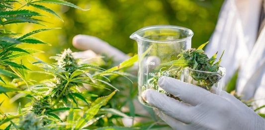 O futuro da cannabis medicinal no país é tema de congresso em São Paulo