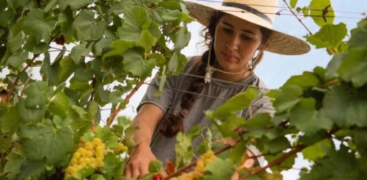 Curso de viticultura exclusivo para mulheres é promovido em Garibaldi