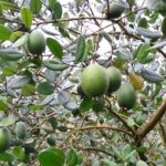 'Fruta do futuro' ganha mercado e maior produção ocorre em Santa Catarina