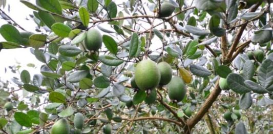 'Fruta do futuro' ganha mercado e maior produção ocorre em Santa Catarina