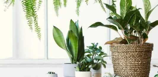 Conheça 5 plantas que protegem a casa e atraem boas energias