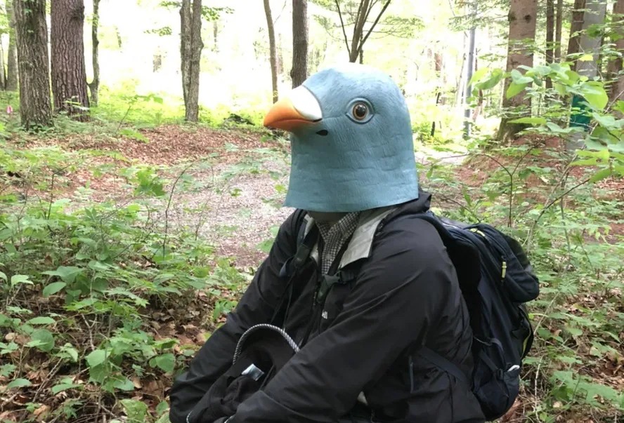 Cientista se veste de pombo para estudar espécie no Japão
