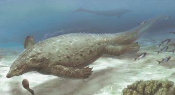 Fóssil de réptil extinto há 250 milhões de anos foi encontrado na China